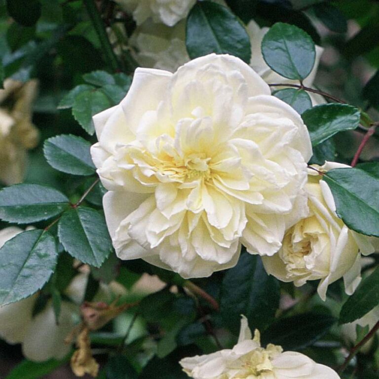Modern Roses Collection - High Country Roses