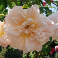 Alexandre Trémouillet