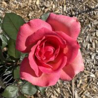 Listen to your Mother