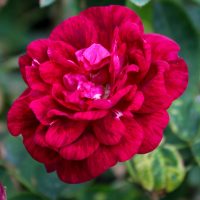 Alice Flores Purple Hybrid China