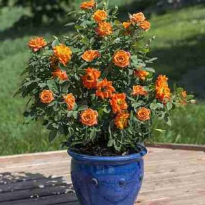 Winter Protection part II - Container Roses - High Country Roses