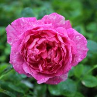 American Beauty, Climbing