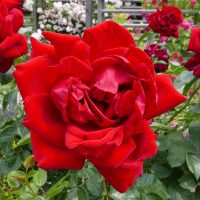 Archbishop Desmond Tutu