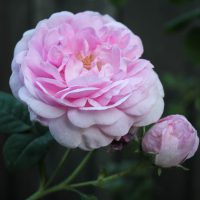 Banshee, High Country