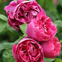 Baron Girod de l'Ain