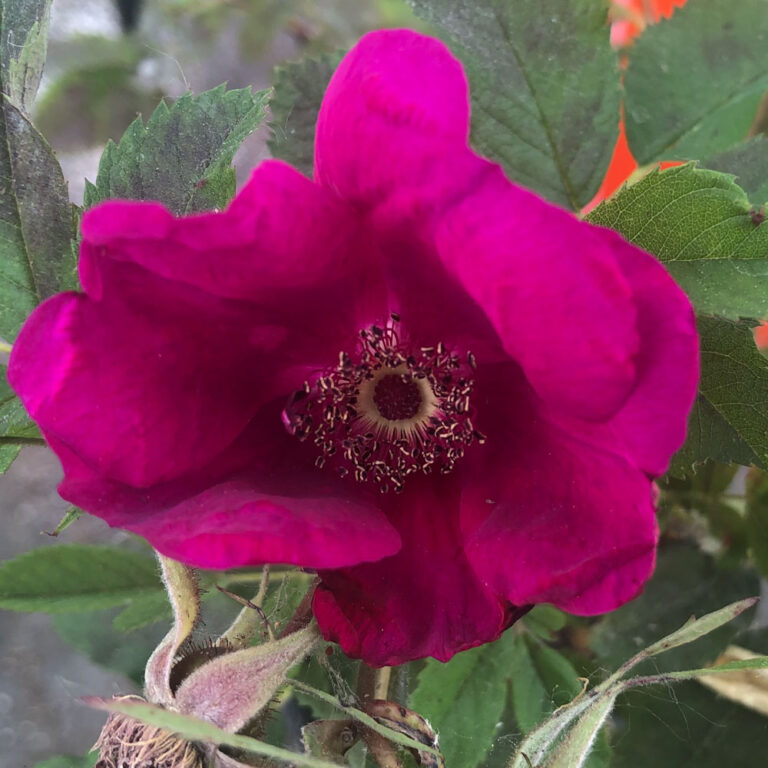 Basye's Purple Rose