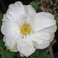 Blanc Double de Coubert