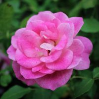 Brilliant Pink Iceberg