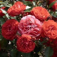 Brilliant Veranda - High Country Roses