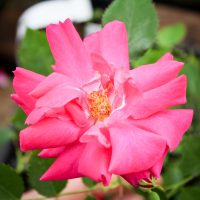 Captain Samuel Holland