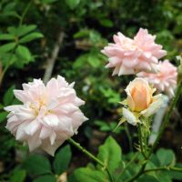 Cécile Brünner, Climbing