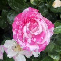 Centifolia Variegata