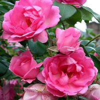 Centenaire de Lourdes