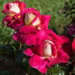 Cherries & Champagne