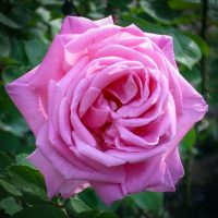 Conrad Ferdinand Meyer