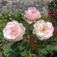 Coquette des Blanches
