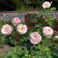 Coquette des Blanches