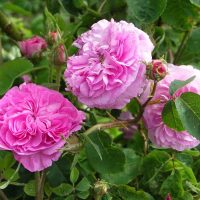 Désirée Parmentier