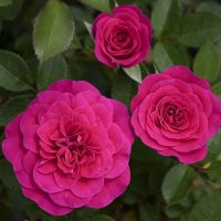 Dragon Fruit Sunblaze