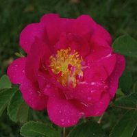 Duchesse de Portland