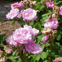 Duchesse de Verneuil