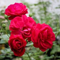 Eutin (Hoosier Glory)