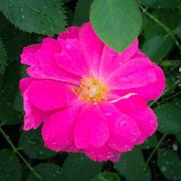 Fairmount Proserpine