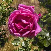 Fairmount Flouncy Pink