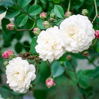 Félicité et Perpétue