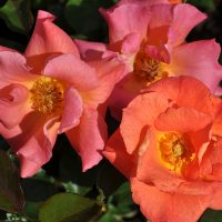 Firecracker Kolorscape