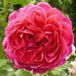Flamenco Rosita