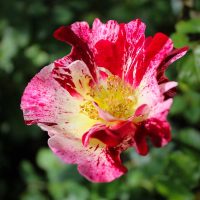 Fourth of July, Climbing