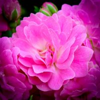 Gartendirektor Otto Linne