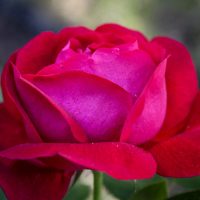 Général Jacqueminot