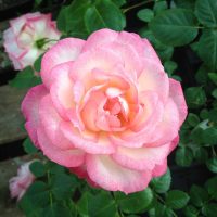 Harlekin (Kiss of Desire)