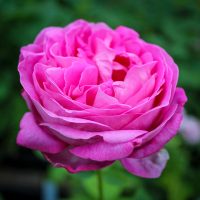 JoAn's Pink Perpetual