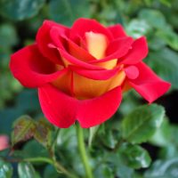 Ketchup & Mustard ™