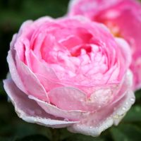 Königin von Dänemark