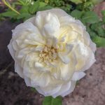 Kronprinzessin Viktoria