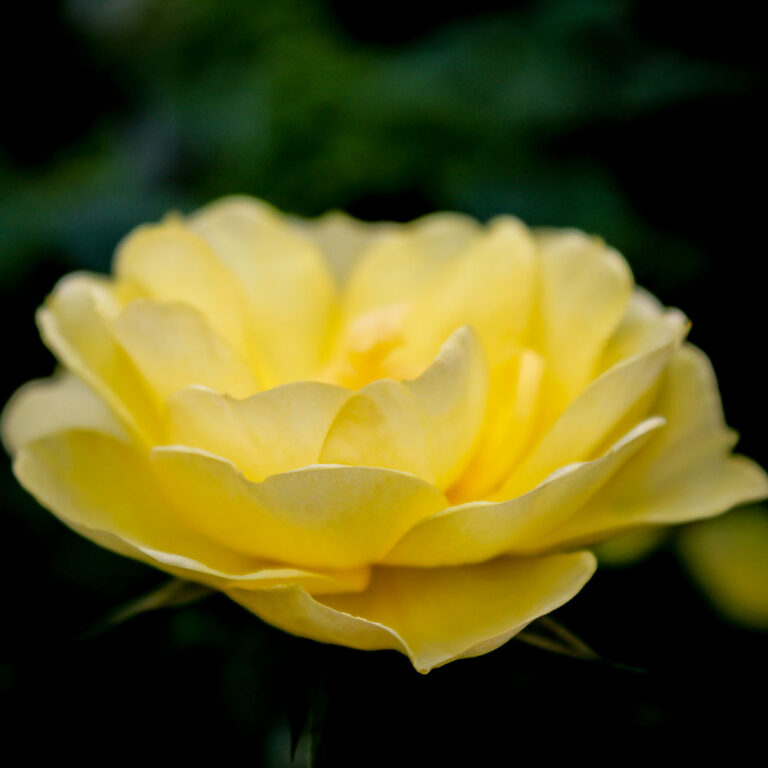 Lemon Drop Roses Lemon Drop