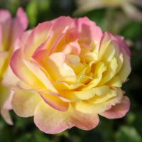 Life of the Party™