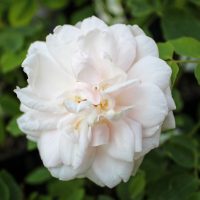 Madame Alfred Carrière