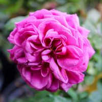 Madame Isaac Pereire