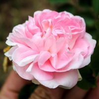 Maiden's Blush, Great