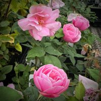 Old Blush (Parson’s Pink China)