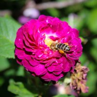 Orpheline de Juillet