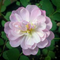 Patsy Gerling Cunningham