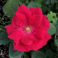 Paul's Scarlet Climber