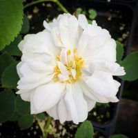 Perpetual White Moss