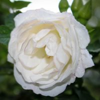 Polareis (Polar Ice)